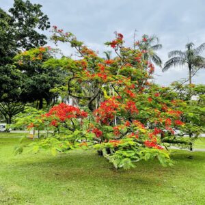 Read more about the article Mindfulness The Roots of Awareness